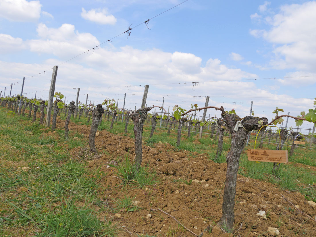 Виноградник на урожай